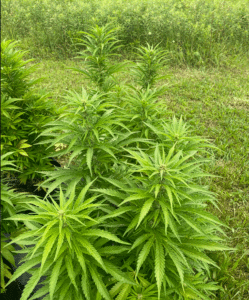 Outdoor Purple Kush cannabis plants in the early flowering stage with bright green foliage.
