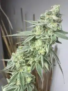 Mature Scrambler Haze feminized seeds bud with prominent purple pointed leaves and thick frosty resin.