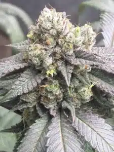 Flowering Scrambler Haze feminized seeds cannabis bud with dark purple leaves and frosted trichome texture.
