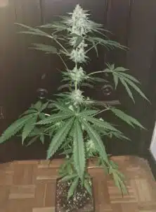 Scrambler Haze plant in indoor cultivation, displaying a frosty main cola with dense trichomes and vibrant green fan leaves.