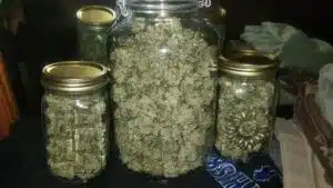 Glass jars filled with dried Skunk 1 cannabis buds after harvest and curing