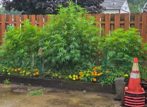 Mature Sleepy Joe cannabis plants growing behind a wire fence with orange marigolds.