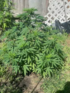 Vibrant green Sleepy Joe cannabis plant in vegetative stage growing outdoors in a garden.