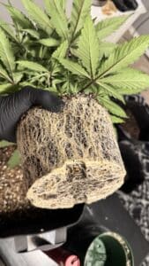 Slurricane feminized seeds grow gallery showing a healthy cannabis root system and vibrant green leaves during transplant.