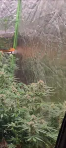 Flowering Stoned Panda cannabis plants with white pistils inside a reflective grow tent.