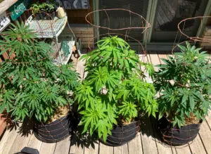 Three Stoned Panda cannabis plants in fabric pots with wire supports on an outdoor deck.