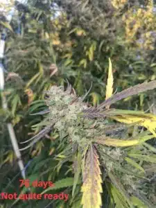 Close-up of a Stoned Panda cannabis bud with purple hues and crystalline trichomes during late outdoor flowering stage
