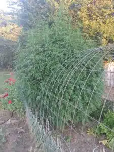 Vibrant green Stoned Panda cannabis plant growing behind a metal trellis in a sunny outdoor garden setting.