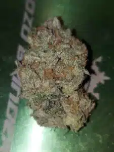 Frosty Stoned Panda feminized seeds cannabis bud with amber pistils and dense trichome layer on a green background.