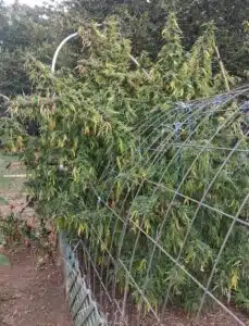 Tall outdoor Stoned Panda cannabis plants with long branches and fading yellow leaves supported by a wire fence structure.