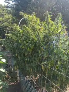 Large outdoor Stoned Panda cannabis crop with maturing flower tops and long serrated leaves under direct sunlight.