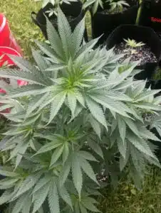 Vibrant White Widow cannabis plant in vegetative stage growing in an outdoor container.