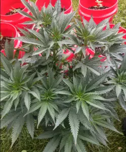 Top-down view of healthy White Widow cannabis foliage growing in an outdoor garden.