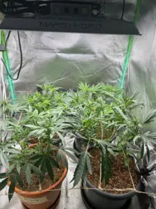 Zombie Death Fuck cannabis plants growing in pots under LED lights in a reflective tent.