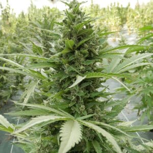 AK Auto cannabis plant showing a large central cola with dense buds and green leaves in a greenhouse.