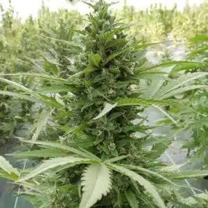 AK Auto cannabis plant showing a large central cola with dense buds and green leaves in a greenhouse.