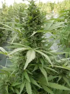 AK Auto cannabis flower close-up in an outdoor field, showing thick budding sites and green fan leaves.