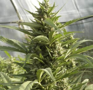 AK Auto cannabis plant in the vegetative stage growing in a white decorative planter against a brick wall.