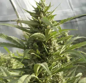 AK Auto cannabis plant in the vegetative stage growing in a white decorative planter against a brick wall.