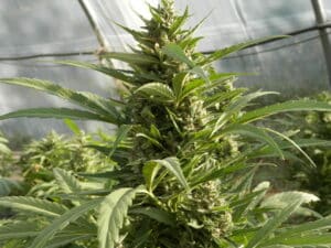 Acapulco Gold cannabis plant indoors featuring multiple flowering sites with white pistils and healthy green foliage.