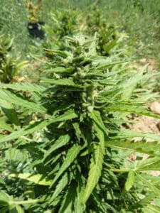 AK Auto cannabis plant in a greenhouse showing a dense main cola and healthy green leaves during the flowering stage.