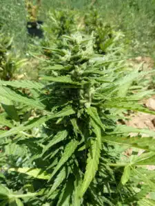 AK Auto cannabis plant in a greenhouse showing a dense main cola and healthy green leaves during the flowering stage.