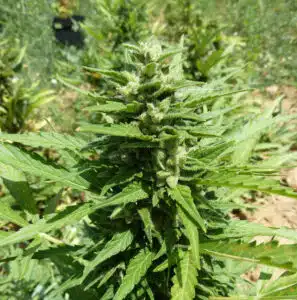 Vertical view of a flowering AK Auto cannabis plant with multiple budding sites in an outdoor cultivation field.