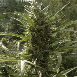 Detailed close-up of AK Auto cannabis colas featuring thick resin production, white trichomes, and orange hairs.