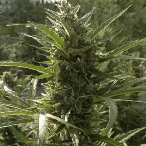 Detailed close-up of AK Auto cannabis colas featuring thick resin production, white trichomes, and orange hairs.