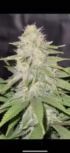 Maturing Cafe Racer cannabis bud with orange hairs and frosty trichomes against yellowing leaves.