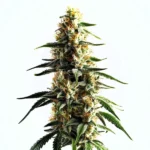 Cake Batter cannabis strain with dense, frosty buds and orange pistils, showcasing its trichome-rich surface.