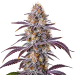 Gelato 33 cannabis plant with purple leaves, dense buds, and vibrant orange pistils