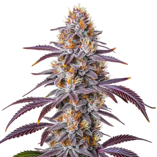 Gelato 33 cannabis plant with purple leaves, dense buds, and vibrant orange pistils