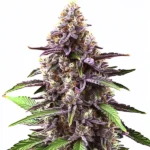 Close-up of a Grandaddy Purple Regular cannabis plant with purple buds and resin-coated trichomes.