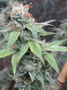 Mimosa feminized seeds plant showing a frosty green bud with orange pistils and trichome-coated leaves.