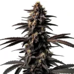 Miracle Alien Cookies cannabis strain with dark purple buds