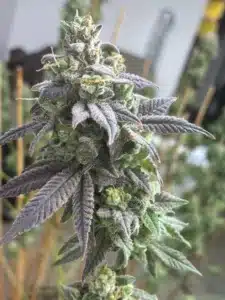 Resinous green Scrambler Haze feminized seeds flower cola covered in white crystalline trichomes.