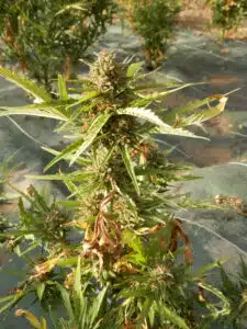 Mature Skunk cannabis bud with orange hairs growing in an outdoor garden.