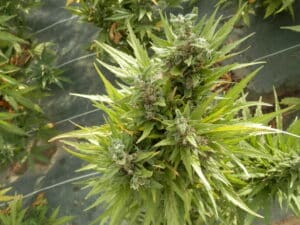 Row of flowering Sour Auto cannabis plants growing outdoors on a protective ground cover.