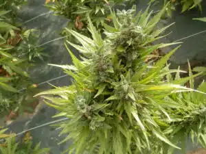 Row of flowering Sour Auto cannabis plants growing outdoors on a protective ground cover.