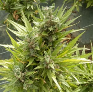 Developing Sour Auto cannabis buds with white pistils and green leaves in an outdoor garden.