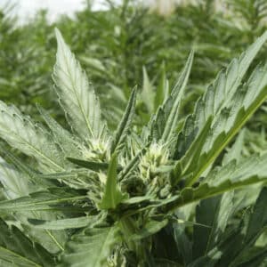 Early flowering White Widow Auto cannabis plant with white pistils and green leaves.