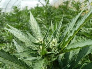 Early flowering White Widow Auto cannabis plant with white pistils and green leaves.