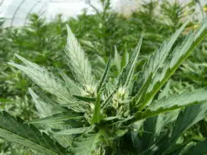 Early flowering White Widow Auto cannabis plant with white pistils and green leaves.