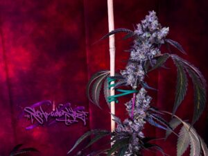 Permanent Marker feminized seeds grow gallery showing a mature cannabis flower with purple tones and thick resin.