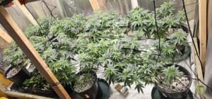 Several The Toad cannabis plants in the vegetative stage, growing in black pots with white rock mulch under a trellis system.