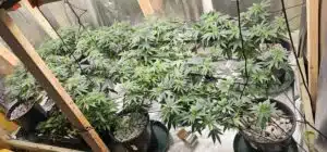 Several The Toad cannabis plants in the vegetative stage, growing in black pots with white rock mulch under a trellis system.