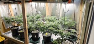 A row of The Toad cannabis plants in a professional indoor grow room with reflective walls and timber frame supports.