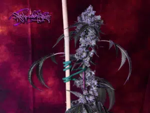 Permanent Marker seeds grow gallery featuring a macro shot of resin-coated cannabis bracts and orange hairs.