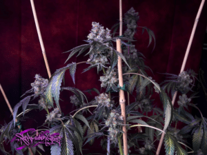 Permanent Marker feminized seeds grow gallery displaying the upright flowering structure of a cannabis plant in a studio setting.